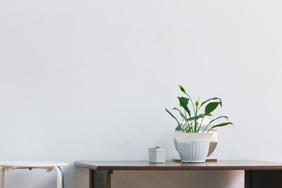 Potted plant against white background