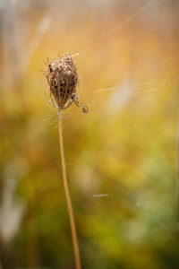 Close-up of spider on web