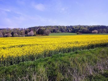 Scenic view of oilseed rape field against sky