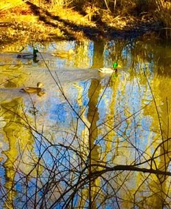 Reflection of trees in water