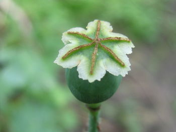 Close-up of flower bud growing outdoors