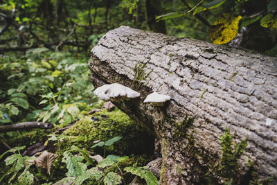 Close-up of mushroom growing on tree trunk