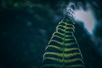 Low angle view of plant against sky