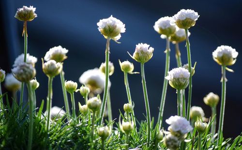 Close-up of white flowering plants on field