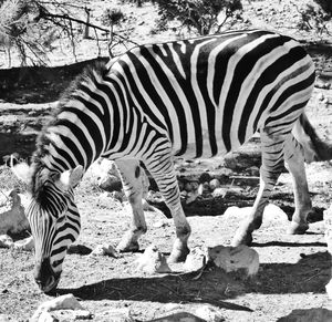Zebra crossing in a field