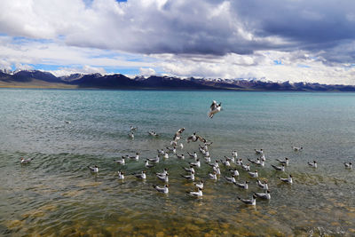 Birds in sea against cloudy sky
