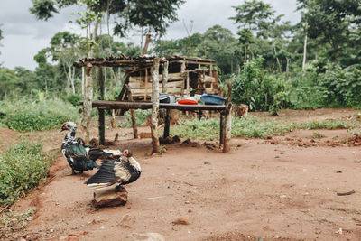 View of birds on field against trees