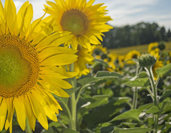 Close-up of sunflower