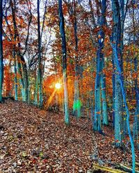 Sun shining through trees in forest