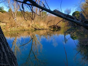 Reflection of trees in lake