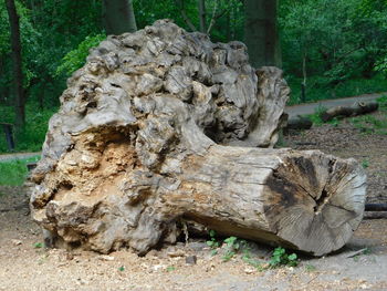 View of tree stump in forest