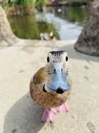 animal