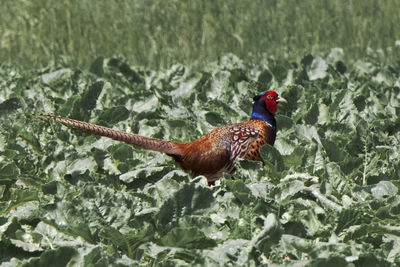 Side view of a pheasant in field