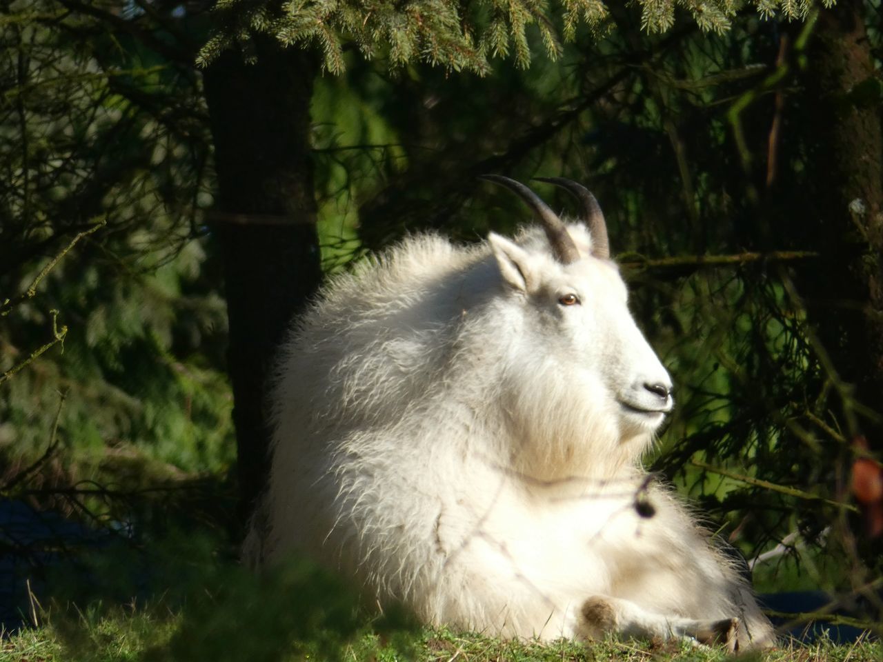 VIEW OF AN ANIMAL ON FIELD