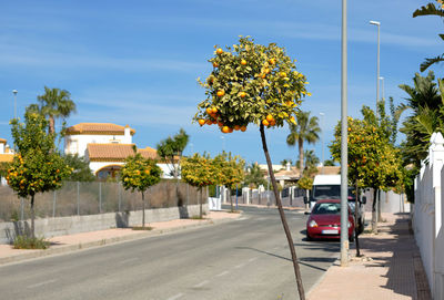 Cars on road by trees in city against sky