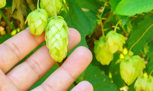 Close-up of hand holding leaves