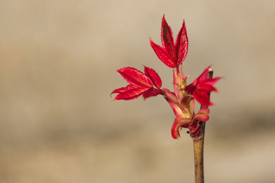 Close-up of red flower against blurred background