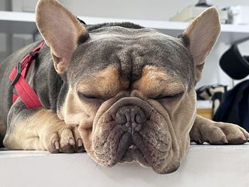 dog