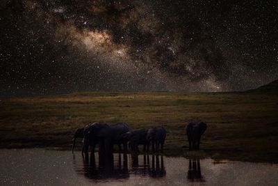 Elephants by lake at night