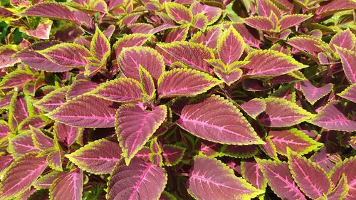 Full frame shot of pink leaves