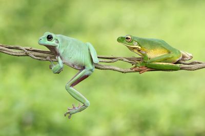 Close-up of parrot on branch
