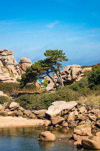 Scenic view of tree growing by rock against sky