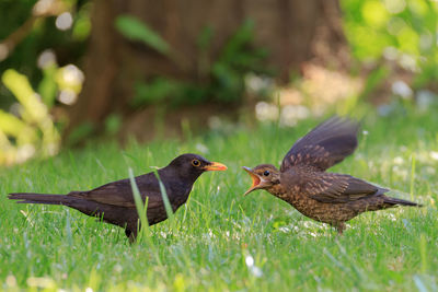 Close-up of bird perching on grass