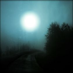 Road passing through forest