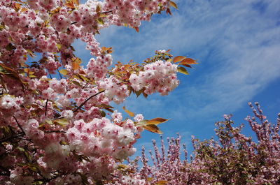 Low angle view of cherry blossoms growing on tree against sky