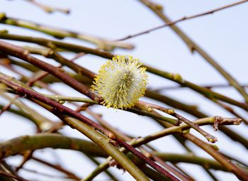 Close-up of plant against blurred background