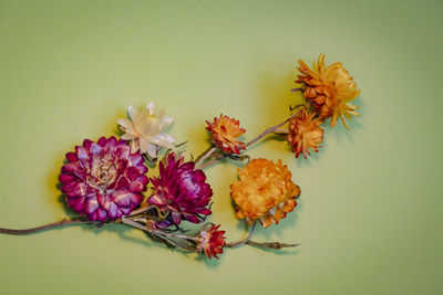 Close-up of pink and yellow dry straw flower on light green background