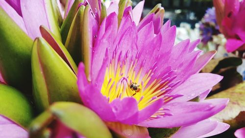 Close-up of insect on pink flower