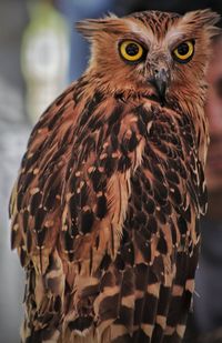 Close-up portrait of owl