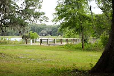 Trees on field