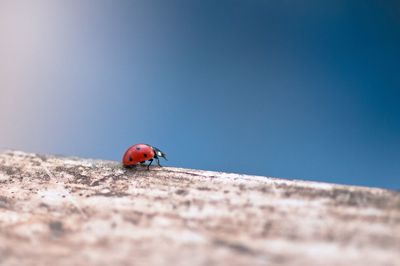 Close-up of ladybug on a wall