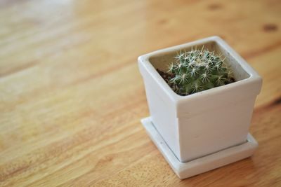 High angle view of cactus in pot on table