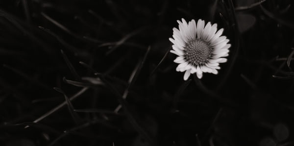Close-up of flower blooming outdoors