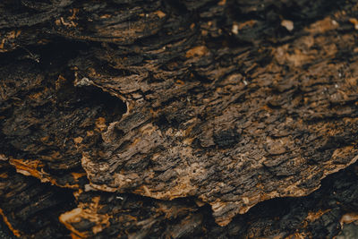 Full frame shot of tree trunk