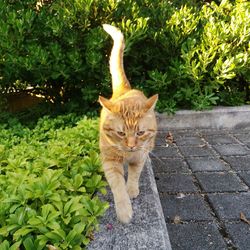 Portrait of cat on plants