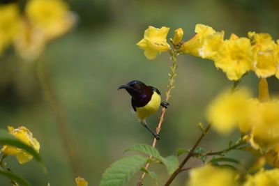 Bird perching on yellow flower