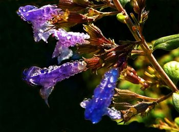 Close-up of purple flower on tree