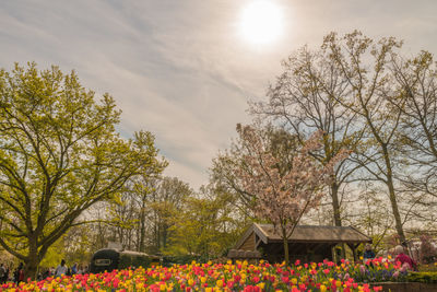 Flowering plants and trees on field against sky