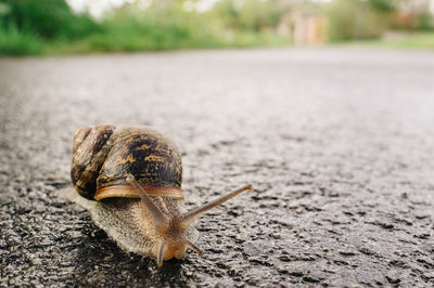Close-up of snail on road