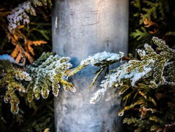 Close-up of snow on tree trunk