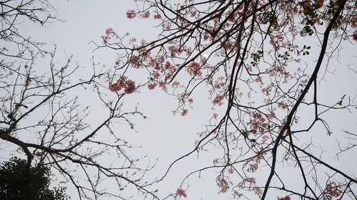 Low angle view of tree against sky