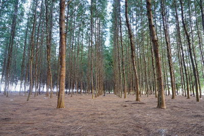 Pine trees in forest against sky