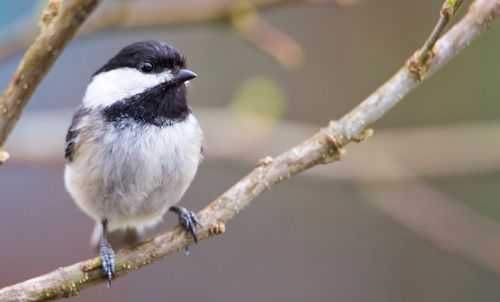 Close-up of bird perching outdoors