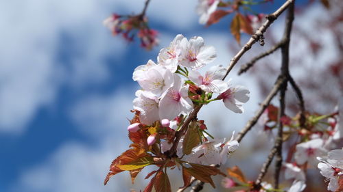 Close-up of cherry blossom tree