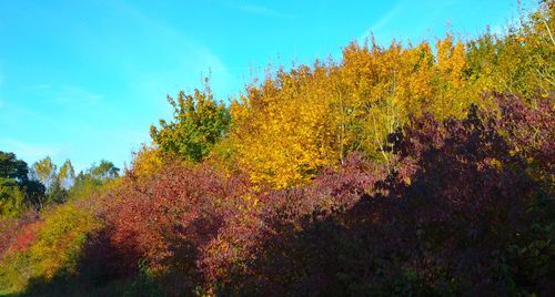 View of flowering tree against blue sky