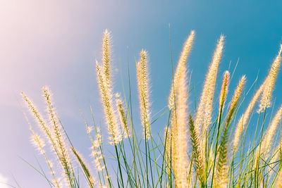 Close-up of stalks against clear sky